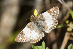 Heliopetes omrina