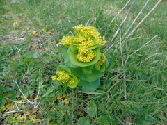 Smyrnium perfoliatum rotundifolium