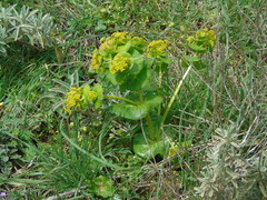 Smyrnium perfoliatum rotundifolium