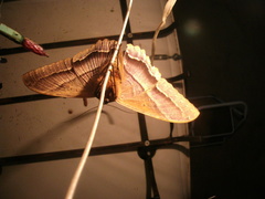 Ascalapha odorata