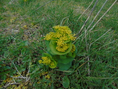 Smyrnium perfoliatum rotundifolium