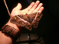 Ascalapha odorata