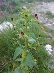 Scrophularia