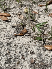 Enallagma doubledayi