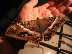 Ascalapha odorata