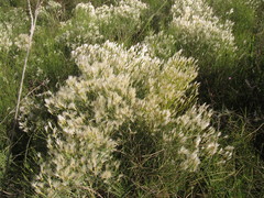 Baccharis notosergila