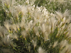 Baccharis notosergila