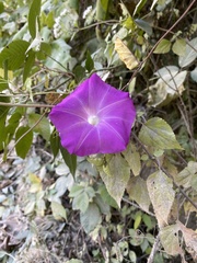 Ipomoea dumosa