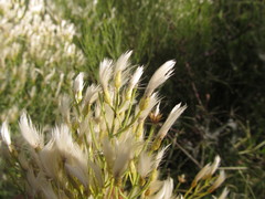 Baccharis notosergila
