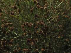 Baccharis notosergila