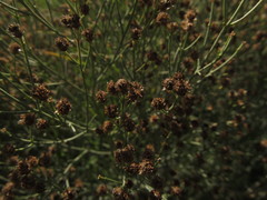 Baccharis notosergila