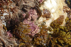 Ellisolandia elongata