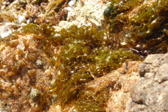 Rissoella verruculosa