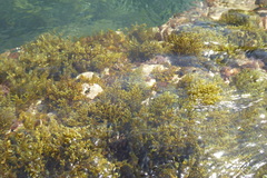 Ericaria mediterranea