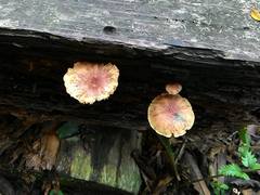 Gymnopilus aeruginosus