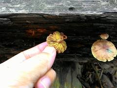 Gymnopilus aeruginosus