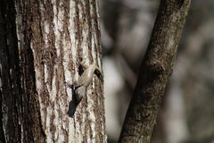 Sceloporus lundelli gaigeae