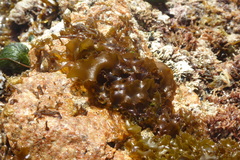 Rissoella verruculosa