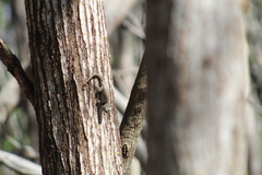 Sceloporus lundelli gaigeae
