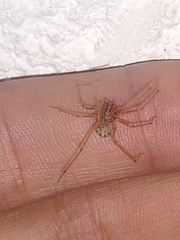 Scytodes thoracica