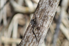 Sceloporus lundelli gaigeae