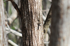 Sceloporus lundelli gaigeae