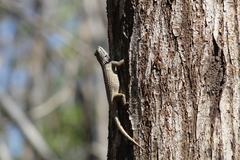 Sceloporus lundelli gaigeae