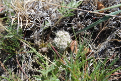Lomatium orientale