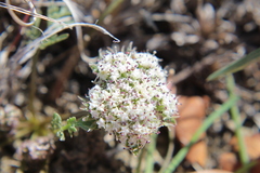 Lomatium orientale
