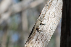 Sceloporus lundelli gaigeae