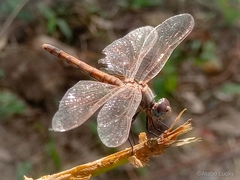 Trithemis annulata