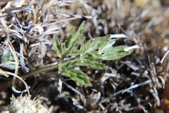 Lomatium orientale