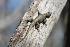 Sceloporus lundelli gaigeae