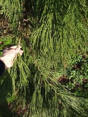 Sequoiadendron giganteum