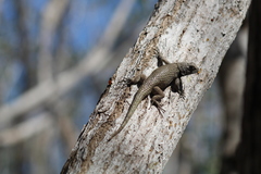 Sceloporus lundelli gaigeae
