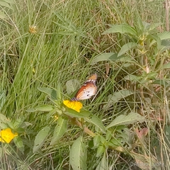 Danaus chrysippus alcippus