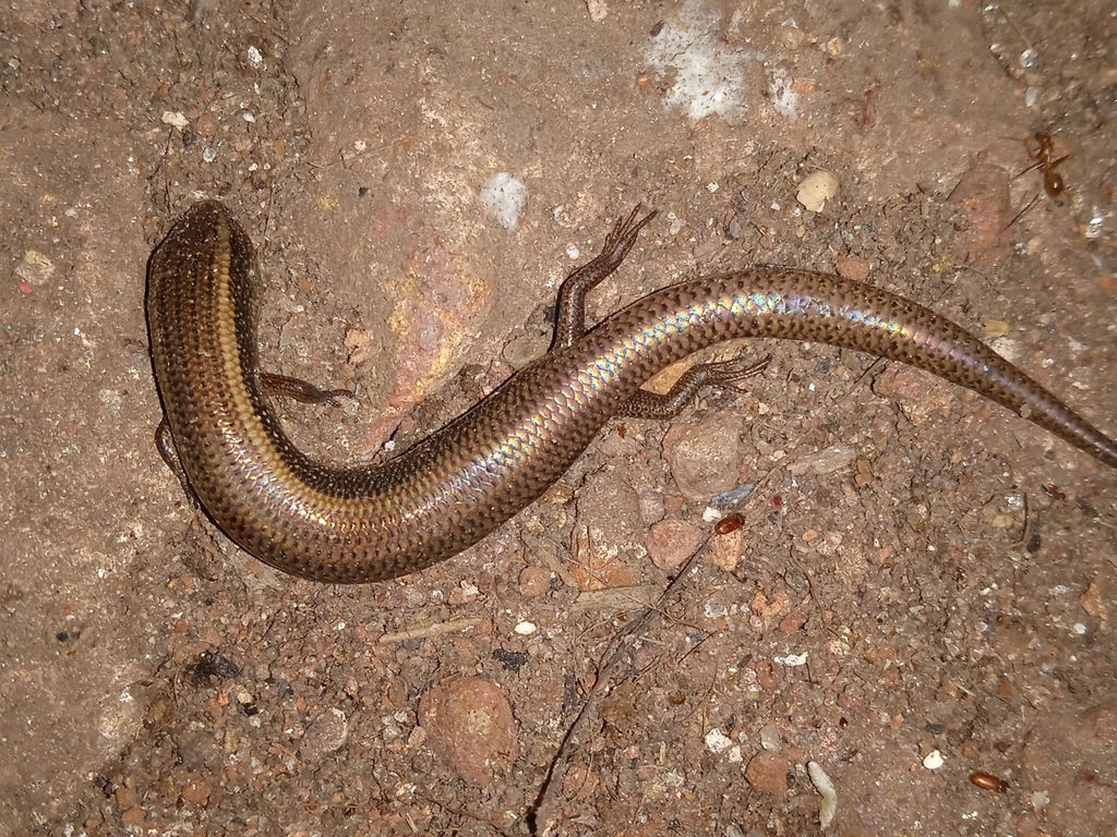 Lygosomine skinks from Ashoka Company Busstop, Elayavoor, Kerala 670005