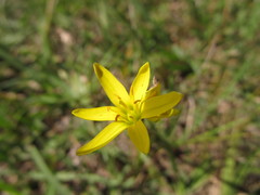 Nothoscordum montevidense