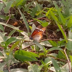 Danaus chrysippus alcippus
