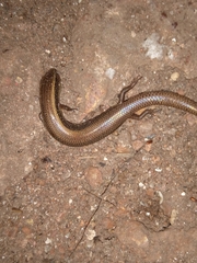 Lygosoma