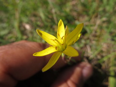 Nothoscordum montevidense