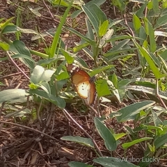 Danaus chrysippus alcippus