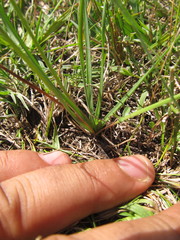 Nothoscordum montevidense