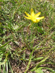 Nothoscordum montevidense