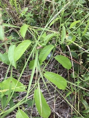 Passiflora acuminata
