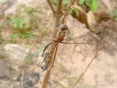 Orthetrum chrysostigma