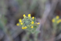 Alyssum desertorum