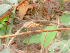 Orthetrum chrysostigma