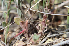 Alyssum desertorum