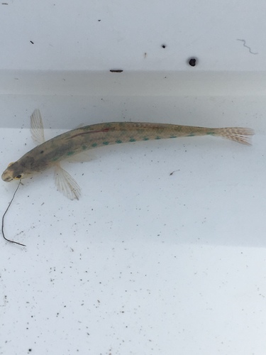 Etheostoma gracile